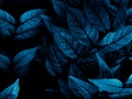 Beautiful abstract color gray and blue flowers on dark background and dark  flower frame and blue leaves texture, blue background, Royalty Free Stock Photo