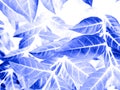 Beautiful abstract color gray and blue flowers on white background, purple and white flower frame and blue leaves texture, blue ba Royalty Free Stock Photo