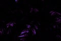 Beautiful abstract color gray purple flowers on dark background and purple graphic texture, purple background, colorful graphics b