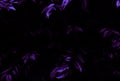 Beautiful abstract color gray purple flowers on dark background and purple graphic texture, purple background, colorful graphics b