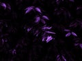 Beautiful abstract color gray purple flowers on dark background and purple graphic texture, purple background, colorful graphics b Royalty Free Stock Photo