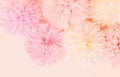 Beautiful abstract color orange purple and pink flowers on white background and white flower frame and pink leaves texture, light Royalty Free Stock Photo