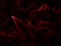 Beautiful abstract color pink and red flowers on dark background and light black flower frame and red leaves texture, red backgrou Royalty Free Stock Photo