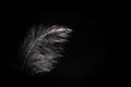 Beautiful abstract color white gray and light pink feathers isolated on black background pattern and wallpaper Royalty Free Stock Photo