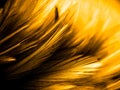 Beautiful abstract colorful black orange and yellow feathers on black background and soft white gold feather texture on dark patte