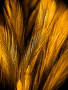 Beautiful abstract colorful black orange and yellow feathers on black background and soft white gold feather texture on dark patte