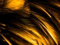 Beautiful abstract colorful black orange and yellow feathers on black background and soft white gold feather texture on dark patte