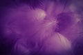 Beautiful abstract colorful black and purple feathers on white background and soft white pink feather texture on dark pattern and Royalty Free Stock Photo