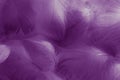 Beautiful abstract colorful black and purple feathers on white background and soft white pink feather texture on dark pattern and Royalty Free Stock Photo