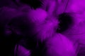 Beautiful abstract colorful black and purple feathers on white background and soft white pink feather texture on dark pattern and Royalty Free Stock Photo