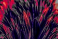 Beautiful abstract colorful blue black red and pink feathers on dark background and soft white purple feather texture on white pat Royalty Free Stock Photo