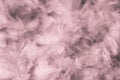 Beautiful abstract colorful blue black red and pink feathers on dark background and soft white purple feather texture on white pat Royalty Free Stock Photo