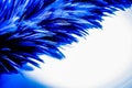 Beautiful abstract colorful blue black red and pink feathers on dark background and soft white purple feather texture on white pat Royalty Free Stock Photo