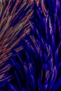 Beautiful abstract colorful blue black red and pink feathers on dark background and soft white purple feather texture on white pat Royalty Free Stock Photo