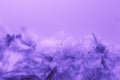 Beautiful abstract colorful blue black red and pink feathers on dark background and soft white purple feather texture on white pat Royalty Free Stock Photo