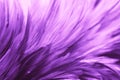 Beautiful abstract colorful blue black red and pink feathers on dark background and soft white purple feather texture on white pat Royalty Free Stock Photo