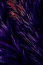 Beautiful abstract colorful blue black red and pink feathers on dark background and soft white purple feather texture on white pat Royalty Free Stock Photo