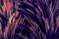 Beautiful abstract colorful blue black red and pink feathers on dark background and soft white purple feather texture on white pat Royalty Free Stock Photo