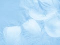 Beautiful abstract colorful blue feathers on white background and soft white feather texture on blue pattern and blue background