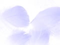 Beautiful abstract colorful gray and purple feathers on white background and soft white pink feather texture on dark pattern and l Royalty Free Stock Photo