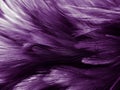 Beautiful abstract colorful gray and purple feathers on white background and soft white pink feather texture on dark pattern and l Royalty Free Stock Photo