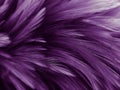 Beautiful abstract colorful gray and purple feathers on white background and soft white pink feather texture on dark pattern and l Royalty Free Stock Photo