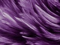 Beautiful abstract colorful gray and purple feathers on white background and soft white pink feather texture on dark pattern and l Royalty Free Stock Photo