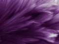 Beautiful abstract colorful gray and purple feathers on white background and soft white pink feather texture on dark pattern and l Royalty Free Stock Photo