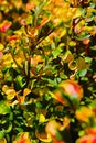 Beautiful and abstract colorful leaf,plant close up image