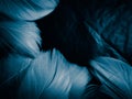 Beautiful abstract colorful white and blue feathers on dark background and soft white feather texture on blue pattern and blue bac Royalty Free Stock Photo