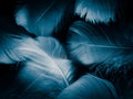 Beautiful abstract colorful white and blue feathers on dark background and soft white feather texture on blue pattern and blue bac Royalty Free Stock Photo