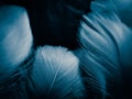 Beautiful abstract colorful white and blue feathers on dark background and soft white feather texture on blue pattern and blue bac Royalty Free Stock Photo