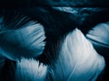 Beautiful abstract colorful white and blue feathers on dark background and soft white feather texture on blue pattern and blue bac Royalty Free Stock Photo