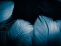 Beautiful abstract colorful white and blue feathers on dark background and soft white feather texture on blue pattern and blue bac Royalty Free Stock Photo