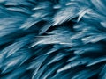 Beautiful abstract colorful white and blue feathers on dark background and soft white feather texture on blue pattern and blue bac Royalty Free Stock Photo