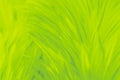 Beautiful abstract colorful yellow and light green feathers on white background and soft white yellow feather texture on white pat Royalty Free Stock Photo