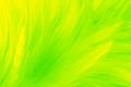 Beautiful abstract colorful yellow and light green feathers on white background and soft white yellow feather texture on white pat Royalty Free Stock Photo