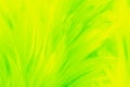 Beautiful abstract colorful yellow and light green feathers on white background and soft white yellow feather texture on white pat Royalty Free Stock Photo