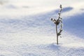 Beautiful abstract contrast picture of dry wildflower plant covered with frost standing alone in crystal clear white blue snow in