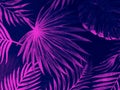 Beautiful abstract dark and pink purple leaves on white with a natural background and white purple tree leaf on darkness texture p Royalty Free Stock Photo