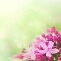 Beautiful abstract floral background