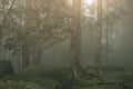 Abstract fog and light in tropical jungle Asia Thailand