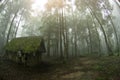 Abstract fog and light in tropical jungle Asia Thailand