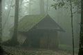 Abstract fog and light in tropical jungle Asia Thailand