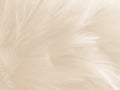 Beautiful abstract gray and white feathers on white background, soft brown feather texture on white pattern background, black feat