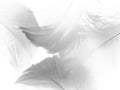 Beautiful abstract gray and white feathers on white background, soft brown feather texture on white pattern background, yellow fea