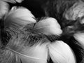 Beautiful abstract gray and white feathers on black background, soft brown feather texture on white pattern background, gray textu