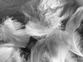 Beautiful abstract gray and white feathers on black background, soft brown feather texture on white pattern background, gray textu