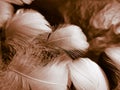 Beautiful abstract gray and white feathers on black background, soft brown feather texture on white pattern background, yellow Royalty Free Stock Photo