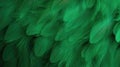 Beautiful abstract green feathers background, feather texture Royalty Free Stock Photo